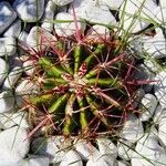 Ferocactus pilosus Агульны выгляд