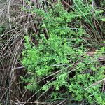 Galium porrigens Hábito