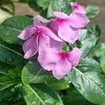 Catharanthus roseus花