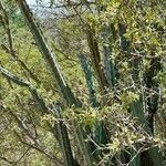 Cereus aethiops Habit