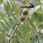 Juglans australis