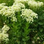 Lepidium draba Flower