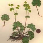 Alchemilla cinerea 整株植物