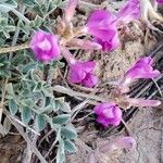 Astragalus mollissimus Цветок