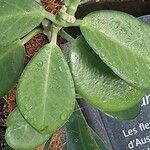 Hoya australis Fuelha