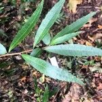 Azara lanceolata Leaf