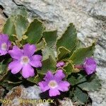 Primula daonensis Hàbitat