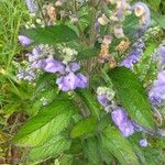 Scutellaria incana Blatt