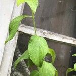 Lantana trifolia Leaf