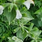 Salvia viridis Flower