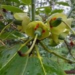 Rhododendron thomsonii Övriga