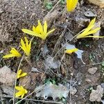 Sternbergia colchiciflora 花