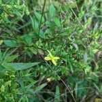 Hypericum hypericoides Квітка