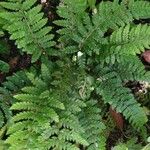 Polystichum polyblepharum Hoja