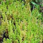 Crassula sieberiana Habit