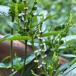 Spigelia anthelmia Fruit