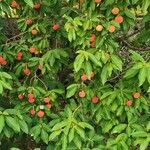 Cornus capitata Fruto