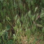 Bromus rubens অভ্যাস