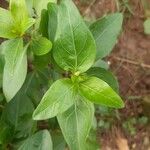 Vinca difformis Fuelha