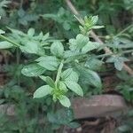 Jasminum nudiflorum Blatt