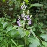 Scutellaria incana Žiedas