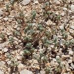 Bombycilaena erecta Habit