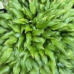 Hosta lancifolia 葉