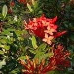 Ixora chinensis Blüte