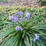 Hyacinthoides non-scriptaFlower