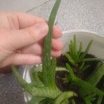Aloe officinalis Folha