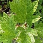 Hydrangea quercifolia Foglia