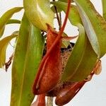 Nepenthes spp. Leaf