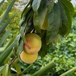 Prunus persica फल