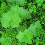 Alchemilla filicaulis ഇല