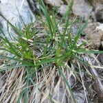 Carex austroalpina Habit