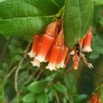 Macleania insignis