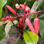 Quassia amara Flower