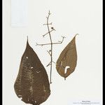 Miconia aristigera Leaf