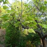 Catalpa speciosa Φύλλο