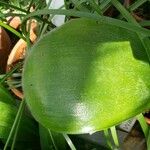 Haemanthus humilis Leaf