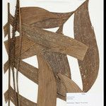 Geonoma macrostachys Лист
