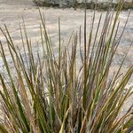 Cortaderia pungens Листок