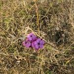 Dianthus giganteus Кветка