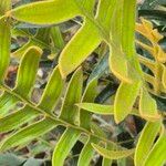 Banksia blechnifolia Levél