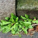 Rumex patientia Lapas