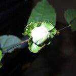 Diospyros bipindensis Fruto