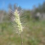 Polypogon maritimus 花