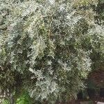 Olea europaeaYaprak