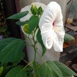 Hibiscus moscheutosFlower