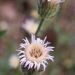 Erigeron acris Квітка